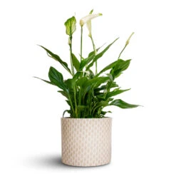 Spathiphyllum Bellini - Peace Lily -Indoor Plant Store Spathiphyllum Bellini Peace Lily 13x40cm Lazzaro Plant Pot Taupe Garland 15x13cm d78f70dd 41c8 489e 8122 35a1a5c771bb