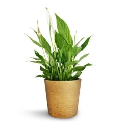 Spathiphyllum Bellini - Peace Lily -Indoor Plant Store Spathiphyllum Bellini Peace Lily 13x40cm Mini Bucket Plant Pot Metallic Gold 16x15cm