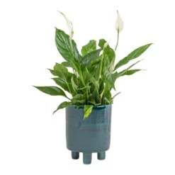 Pisa Plant Pot - Emerald 11 Pisa Plant Pot - Emerald -Indoor Plant Store Spathiphyllum Bellini Peace Lily 13x40cm Pisa Plant Pot Emerald 20x24cm