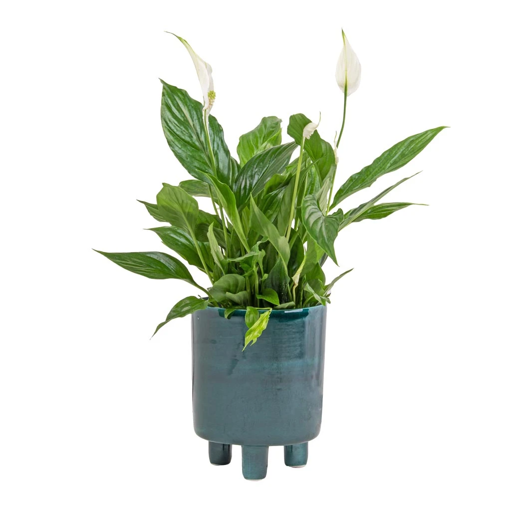 Pisa Plant Pot - Emerald 5 Pisa Plant Pot - Emerald - Image 5