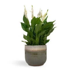 Spathiphyllum Bellini - Peace Lily -Indoor Plant Store Spathiphyllum Bellini Peace Lily 13x40cm Tarra Plant Pot Forest 17x15cm