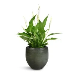 Spathiphyllum Bellini - Peace Lily -Indoor Plant Store Spathiphyllum Bellini Peace Lily 13x40cm Zembla Plant Pot Green 18x16cm