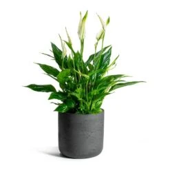 Spathiphyllum Bellini - Peace Lily -Indoor Plant Store Spathiphyllum Bellini Peace Lily Charlie Plant Pot Black Washed