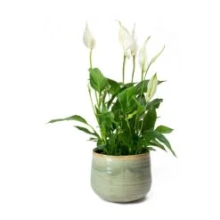 Spathiphyllum Bellini - Peace Lily -Indoor Plant Store Spathiphyllum Bellini Peace Lily Iris Plant Pot