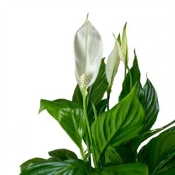 Spathiphyllum Bellini - Peace Lily -Indoor Plant Store Spathiphyllum Bellini Peace Lily Leaves