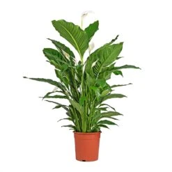 Spathiphyllum Sebastiano - Peace Lily -Indoor Plant Store Spathiphyllum Sebastiano Peace Lily