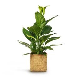 Kobe Bamboo Planter -Indoor Plant Store Spathiphyllum Sebastiano Peace Lily 24x110cm Kobe Bamboo Planter 30x30x31cm 9994420a 7b7b 4587 a7cf b997cd5af6a4