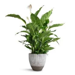 Jesslyn Plant Pot - Ridged White Stripe 11 Jesslyn Plant Pot - Ridged White Stripe -Indoor Plant Store Spathiphyllum Sebastiano Peace Lily Jesslyn Plant Pot Ridged White Stripe 33x29cm e3f81adf 6919 4ddb 92da 4cf742350034
