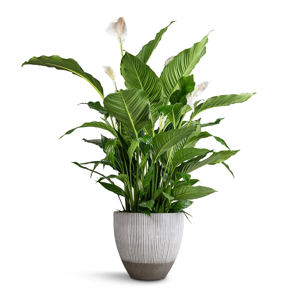 Jesslyn Plant Pot - Ridged White Stripe 3 Jesslyn Plant Pot - Ridged White Stripe - Image 3