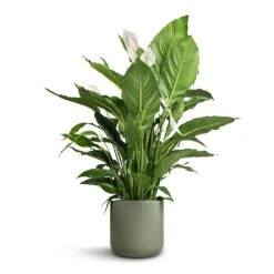 Spathiphyllum Sebastiano - Peace Lily -Indoor Plant Store Spathiphyllum Sebastiano Peace Lily Lisbon Plant Pot Sage 26x26cm