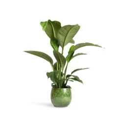 Aimee Plant Pot - Pear -Indoor Plant Store Spathiphyllum Sensation Peace Lily 24x110cm Aimee Plant Pot Pear 33x28cm 984466bd b8dc 401a 94e1 3af83a1e6d91