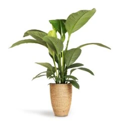 Ben Plant Pot - Straw Grass 15 Ben Plant Pot - Straw Grass -Indoor Plant Store Spathiphyllum Sensation Peace Lily 24x110cm Ben Plant Pot Straw Grass 30x41cm 5f0fdcae 3f42 4b6b 956e fd7ac8aac95b