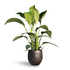 Spathiphyllum Sensation - Peace Lily -Indoor Plant Store Spathiphyllum Sensation Peace Lily 24x110cm Evi Plant Pot Midnight Black35x32cm