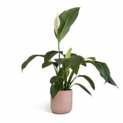 Spathiphyllum Sensation - Peace Lily -Indoor Plant Store Spathiphyllum Sensation Peace Lily 24x120cm Lisbon Plant Pot Pink Clay 26x26cm 8c063182 6057 409c 87e7 9541ed1be840