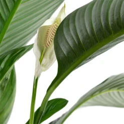 Indoor Plant Store -Indoor Plant Store Spathiphyllum Sensation Peace Lily Close Up