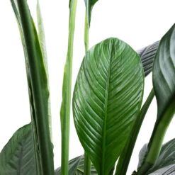 Spathiphyllum Sensation - Peace Lily -Indoor Plant Store Spathiphyllum Sensation Peace Lily SWATCH 2