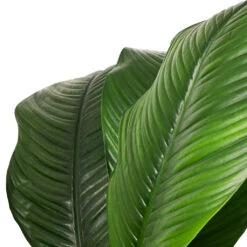 Spathiphyllum Sensation - Peace Lily -Indoor Plant Store Spathiphyllum Sensation Peace Lily SWATCH