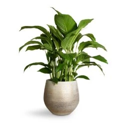 Noor Plant Pot - Metallic Grey -Indoor Plant Store Spathiphyllum Sweet Lauretta Peace Lily 24x90cm Noor Plant Pot Metallic Grey 32x30cm 2