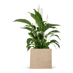 Raindrop Cube Planter - Stone -Indoor Plant Store Spathiphyllum Sweet Lauretta Peace Lily 24x90cm Raindrop Cube Planter Stone 30x30x27cm 9676e8c7 85ca 4e31 9f7c dbced749a172