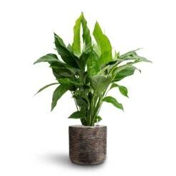 Luxe Lite Wrinkle Cylinder Planter - Bronze 26 Luxe Lite Wrinkle Cylinder Planter - Bronze -Indoor Plant Store Spathiphyllum Sweet Lauretta Peace Lily Hydroculture Luxe Lite Wrinkle Cylinder Planter Bronze