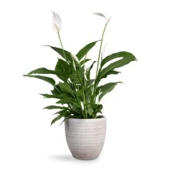 Spathiphyllum Vivaldi - Peace Lily -Indoor Plant Store Spathiphyllum Vivaldi Peace Lily 17x70cm Angle Couple Plant Pot White 24x23cm 3e0a5422 ce42 411d 9564 bfcd773153d3