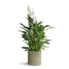 Spathiphyllum Vivaldi - Peace Lily