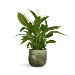 Moon Plant Pot - Jungle 22 Moon Plant Pot - Jungle -Indoor Plant Store Spathiphyllum Vivaldi Peace Lily 17x70cm Moon Plant Pot Jungle 23x20cm