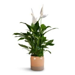 Spathiphyllum Vivaldi - Peace Lily -Indoor Plant Store Spathiphyllum Vivaldi Peace Lily 17x70cm Puro Ripple Plant Pot Peach 21x19cm b1457af6 8a9d 47c9 88e5 050e33f6778c