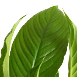 Spathiphyllum Vivaldi - Peace Lily -Indoor Plant Store Spathiphyllum Vivaldi Peace Lily 2