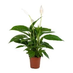 Spathiphyllum Vivaldi - Peace Lily -Indoor Plant Store Spathiphyllum Vivaldi Peace Lily