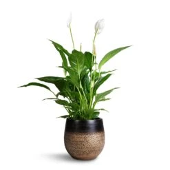 Spathiphyllum Vivaldi - Peace Lily -Indoor Plant Store Spathuphyllum Vivaldi Peace Lilly 17x70cm Mya Plant Pot Deep Champagne 22x20cm