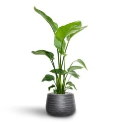 Angle Darcy Plant Pot - Anthracite -Indoor Plant Store Strelitzia nicolai Bird of Paradise Hydroculture 21 19 x 85cm Angle Darcy Plant Pot Anthracite 34.5 x 24cm 9a004881 fbc1 411f 9b13 c3a6f0e8e05d