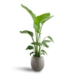 Grigio Balloon Plant Pot - Natural Concrete 11 Grigio Balloon Plant Pot - Natural Concrete -Indoor Plant Store Strelitzia nicolai Bird of Paradise Hydroculture 21 19 x 85cm Grigio Balloon Plant Pot Natural Concrete 30 x 30cm 5ec60632 445d 4e4d ae9d 2458275d2b3a