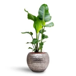 Opus Hammered Globe Planter - Silver -Indoor Plant Store Strelitzia nicolai Bird of Paradise Hydroculture 22 19 x 105cm Opus Hammered Globe Planter Silver 40 x 32cm