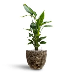 Lava Couple Relic Planter - Black 16 Lava Couple Relic Planter - Black -Indoor Plant Store Strelitzia nicolai Bird of Paradise Hydroculture 26 25 x 140cm Lava Couple Relic Planter Black 37 x 34cm 7913072b 904a 4688 8948 346b2115b336