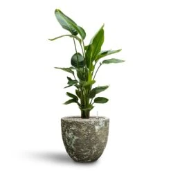 Lava Couple Relic Planter - Jade -Indoor Plant Store Strelitzia nicolai Bird of Paradise Hydroculture 26 25 x 140cm Lava Couple Relic Planter Jade 36 x 34cm d1d9c603 661e 46a4 877e 4453f9ec3597