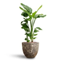 Lava Couple Relic Planter - Rust 15 Lava Couple Relic Planter - Rust -Indoor Plant Store Strelitzia nicolai Bird of Paradise Hydroculture 26 25 x 140cm Lava Couple Relic Planter Rust 37 x 34cm 89883b79 a2f4 49e0 9560 41a3390baa99