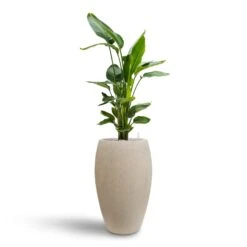 Raindrop Tall Balloon Planter - Stone -Indoor Plant Store Strelitzia nicolai Bird of Paradise Hydroculture 26 25 x 140cm Raindrop Tall Balloon Planter Stone 37 x 60cm 006ff816 0692 4d8c b25b 5f61a9160b58