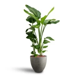 Grigio Egg Pot Planter - Natural Concrete -Indoor Plant Store Strelitzia nicolai Bird of Paradise Hydroculture 28 19 x 100cm Grigio Egg Pot Planter Natural Concrete 40 x 36cm a07386ec cb63 4db4 9583 b2f12f0ff838