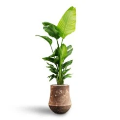 Polystone Coated Darcy Planter - Rock 13 Polystone Coated Darcy Planter - Rock -Indoor Plant Store Strelitzia nicolai Bird of Paradise Hydroculture Polystone Coated Darcy Planter Rock