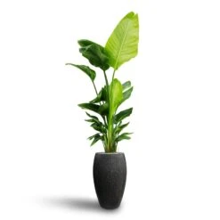 Raindrop Tall Balloon Planter - Anthracite -Indoor Plant Store Strelitzia nicolai Bird of Paradise Hydroculture Raindrop Tall Vase Planter Anthracite