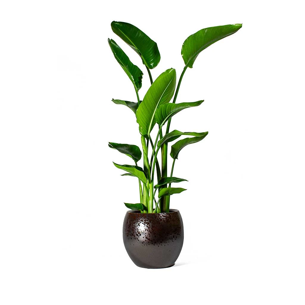 Kae Plant Pot - Mocha 12 Kae Plant Pot - Mocha - Image 12