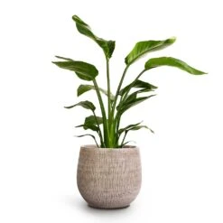 Ryan Plant Pot - White Black -Indoor Plant Store Strelitzia nicolai Giant White Bird Of Paradise 17x60cm Ryan Plant Pot White Black 26x26cm