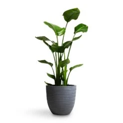 Angle Couple Plant Pot - Grey -Indoor Plant Store Strelitzia nicolai Giant White Bird of Paradise 21x85cm Angle Couple Plant Pot Grey 30x28cm