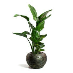 Luxe Lite Wrinkle Globe Planter - Bronze 14 Luxe Lite Wrinkle Globe Planter - Bronze -Indoor Plant Store Strelitzia nicolai Giant White Bird of Paradise Luxe Lite Wrinkle Globe Planter Bronze
