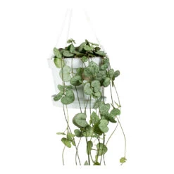 Ceropegia Woodii - String Of Hearts -Indoor Plant Store String Of Hearts Ceropegia Woodii