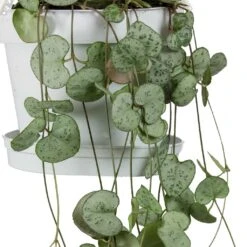 Ceropegia Woodii - String Of Hearts -Indoor Plant Store String Of Hearts Ceropegia Woodii Leaves