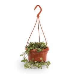 Ceropegia Woodii - String Of Hearts -Indoor Plant Store String of hearts 14x30cm withhanger