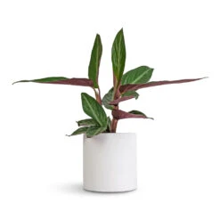 Puk Essentials Planter - Matt White -Indoor Plant Store Stromanthe sanguinea Stripestar 12x40cm Puk Essentials Planter Matt White 15x15cm a76da8e0 1bc6 41ab 8e72 509005662afd