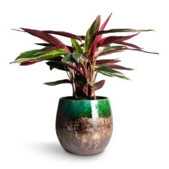 Lindy Plant Pot - Black Green -Indoor Plant Store Stromanthe sanguinea Triostar 14x55cm Lindy Plant Pot Black Green 30x25cm e5554dac a1b2 4352 bb2c 474a343b8b3b